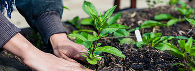 Green fingers, happy heart: Gardening as therapy
